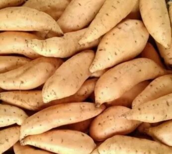 Triwijaya Ubi Cilembu Fresh