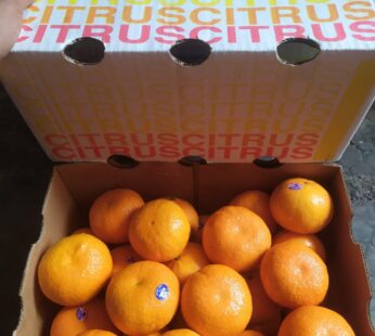 Jeruk murcot aussy 2PH (kg)