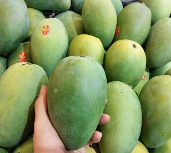 MANGGA HARUM MANIS MP(suluhan)