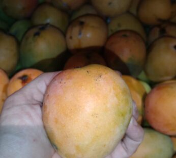 MANGGA GINCU (kg)